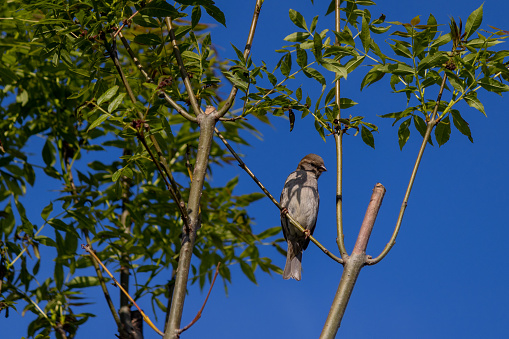 Sparrow sitting on the branch of the tree