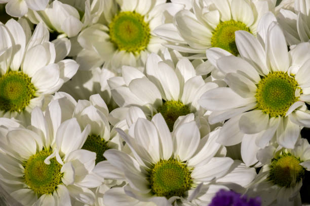 istock Fresh white bright chrysanthemums. Japanese, korean style. Background for a beautiful greeting card. Autumn flowers in the garden. 1484798973
