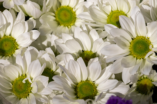 Fresh bright chrysanthemums. Japanese, korean style. Background for a beautiful greeting card. Autumn flowers in the garden. Flowering white chrysanthemums