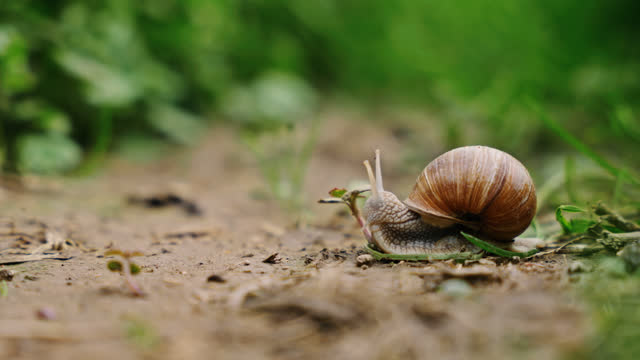 Close up of a snail in a house
