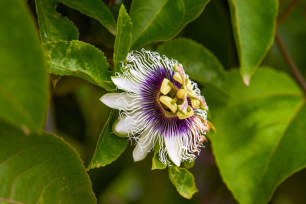 istock Close-up of a blooming beautiful passion fruit flower 1484799639