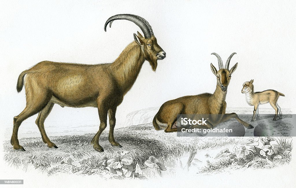 Chèvre sauvage illustrations, historiques, 18 h 49 - Illustration de Trois animaux libre de droits