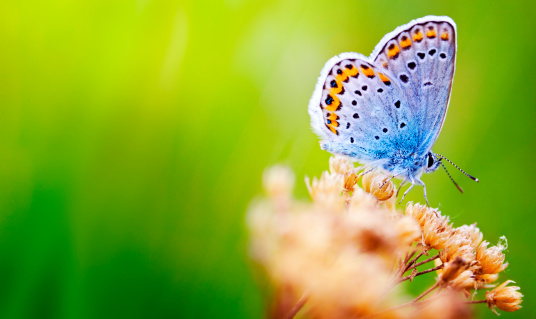 Beautiful bright blue butterfly isolated on a white background with spread wings.