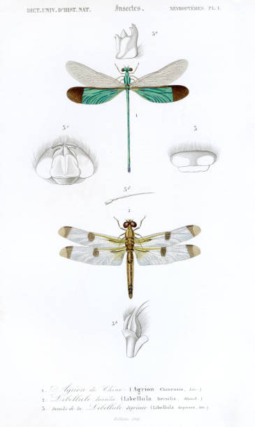 dragonflys,historic scientific illustration, 1849 with detaild comparison of mouth and teeth dragonfly photos stock illustrations