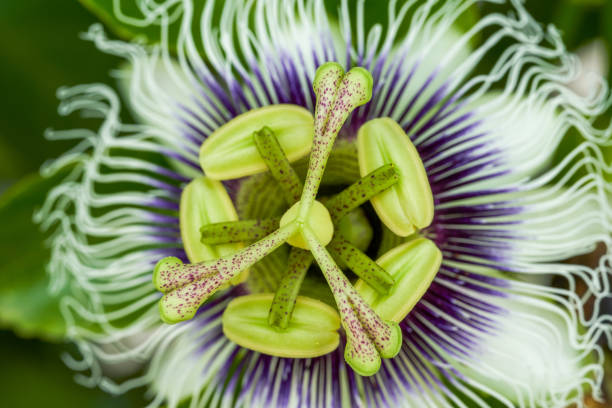 istock Close-up of a blooming beautiful passion fruit flower 1484800613
