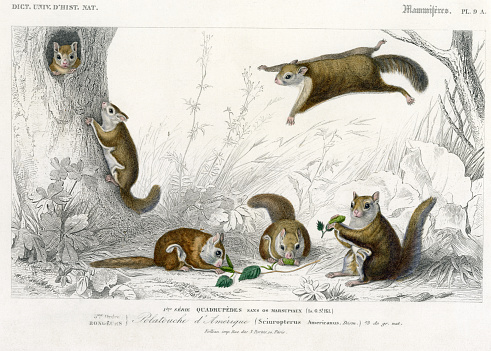 Charles d'Orbigny's 'Dictionanaire Universal d'Histoire Naturelle' 1839-1849. Steel engraving. Original hand coloring. 