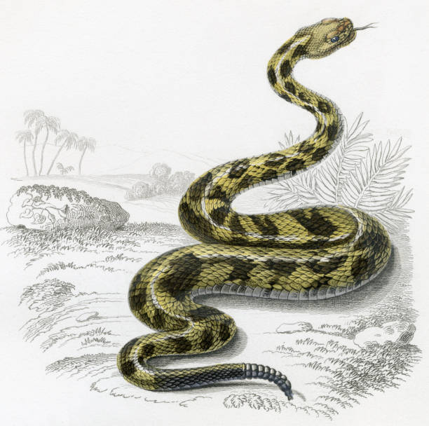 illustrazioni stock, clip art, cartoni animati e icone di tendenza di rattlesnake, illustrazioni storico, 1849 - 1849