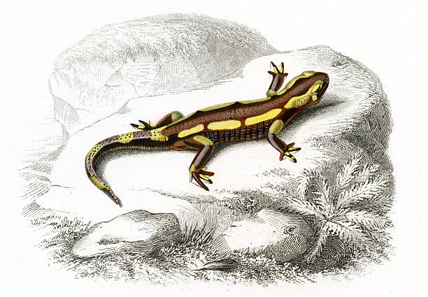 ilustraciones, imágenes clip art, dibujos animados e iconos de stock de salamandra, histórico ilustración, 1849 - salamandra