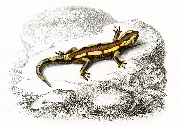 salamander, historic Illustration, 1849 Charles d'Orbigny's 'Dictionanaire Universal d'Histoire Naturelle' 1839-1849. Steel engraving. Original hand coloring.  salamander stock illustrations