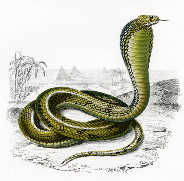 illustrazioni stock, clip art, cartoni animati e icone di tendenza di cobra, storico illustrazione, 1849 - 1849