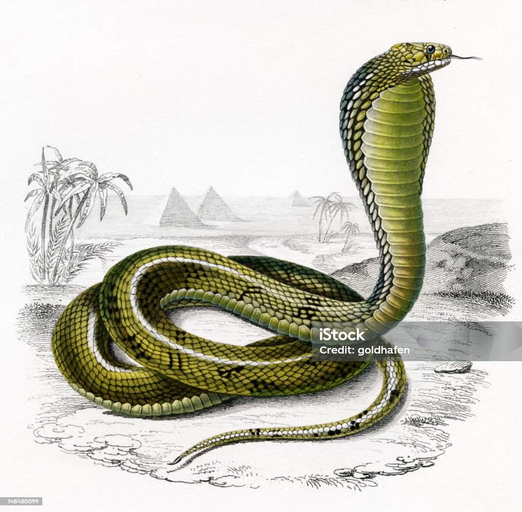 cobra, historyczne Ilustracja 1849 r., - Zbiór ilustracji royalty-free (Wąż)