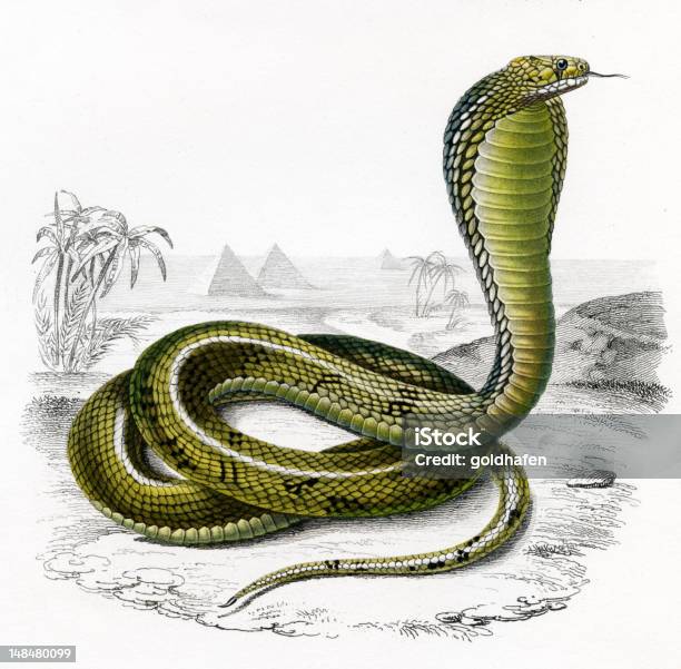Cobra Histórico Ilustração 1849 - Arte vetorial de stock e mais imagens de Cobra - Cobra, Naja, Deserto