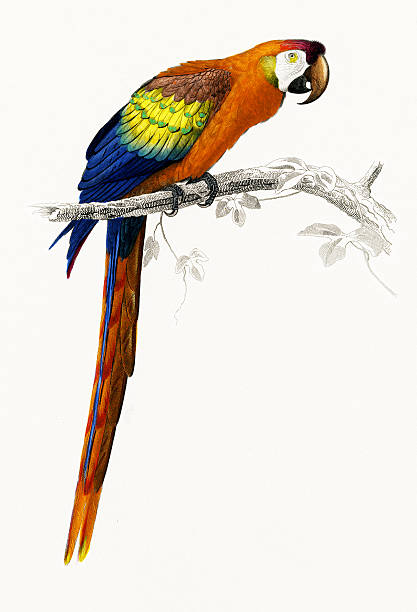 ara, исторический иллюстрация, 1849 году - parrot multi colored bird perching stock illustrations