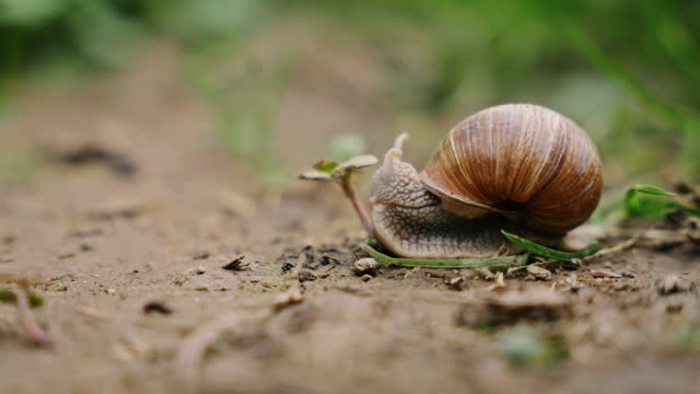 Close up of a snail in a house closing its horns