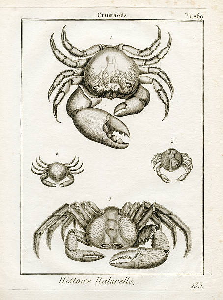 crustaceans, scientific illustration, etching, 1797 Crustaceans -Ethching 1797 aquatint stock pictures, royalty-free photos & images