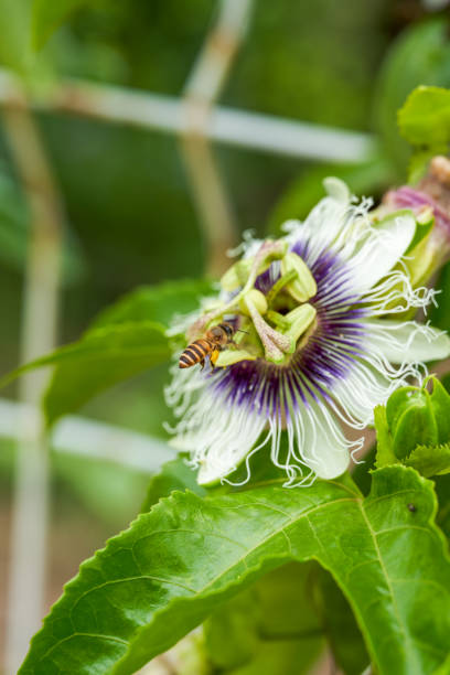istock Close-up of a blooming beautiful passion fruit flower 1484801589