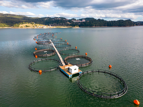 Aerial top view of round mesh fences are commonly used for trout breeding in the natural environment of lakes. These structures provide a controlled environment for the fish, while also maintaining the integrity of the surrounding ecosystem.