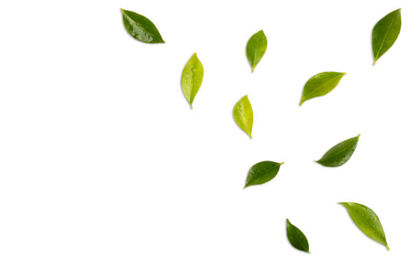 istock Green leaves isolated on white 1484802951