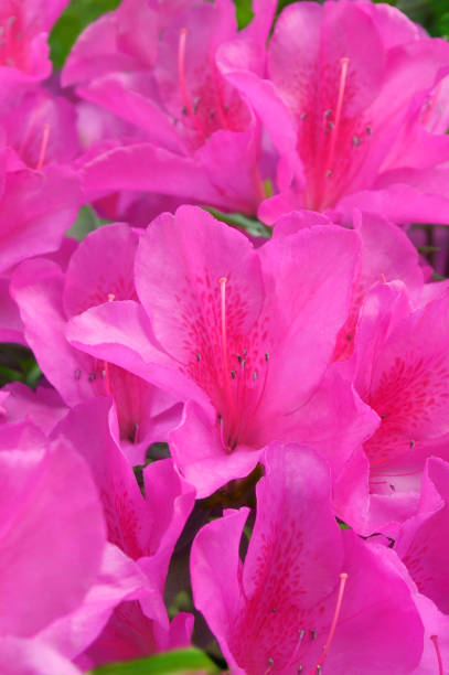 istock Natural Pattern of Pink Azalea 1484803600