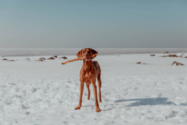 istock Red dog plays with stick in winter 1484803636