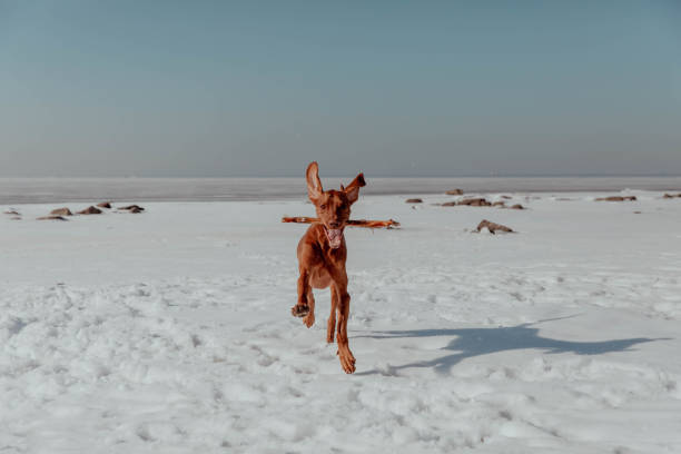 istock Red dog plays with stick in winter 1484803809