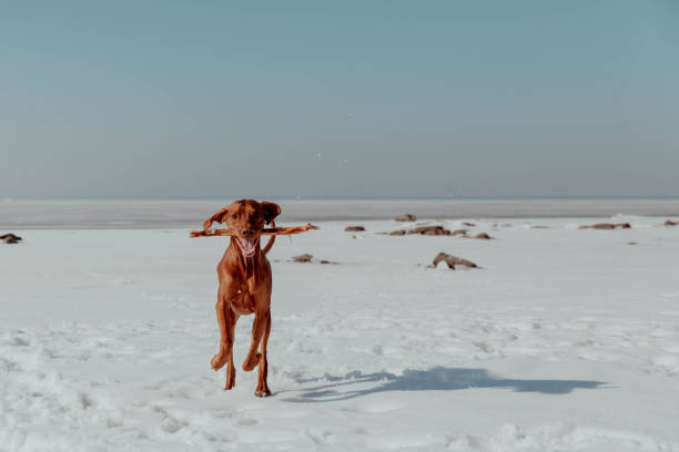 istock Red dog plays with stick in winter 1484803912