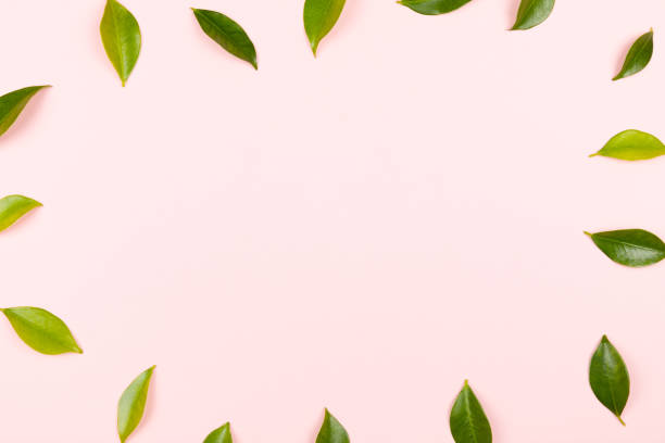 istock Green leaves isolated on pink 1484805447