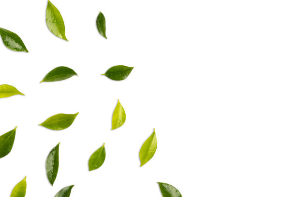 istock Green leaves isolated on white 1484806620
