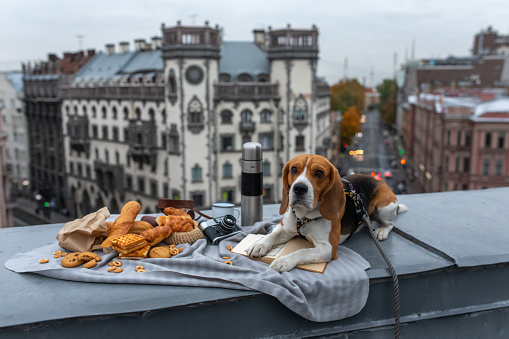 Beagle dog on the roof on picnic.