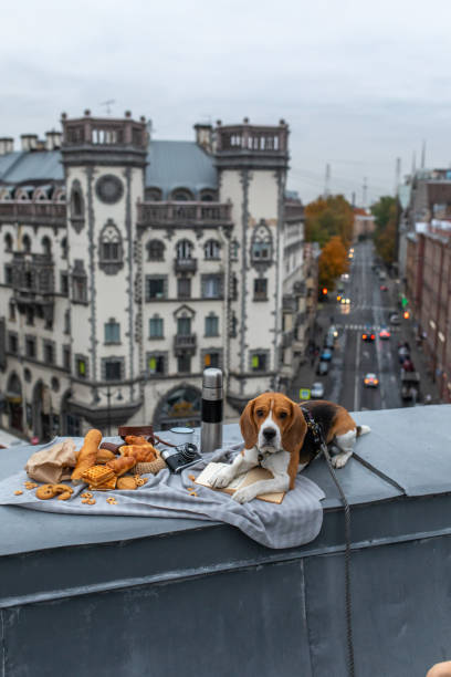 istock Beagle dog on the roof on picnic 1484807323