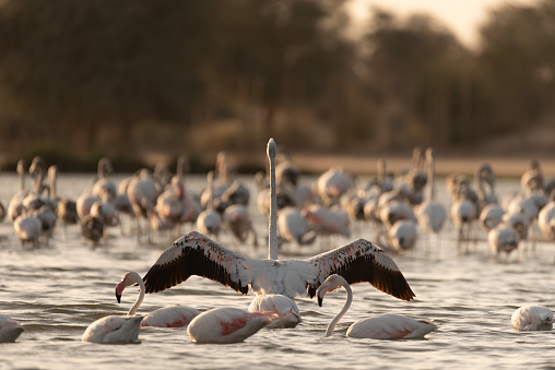 A view of a flock of Flamingos in Al Qudra Lakes in the desert of Dubai
