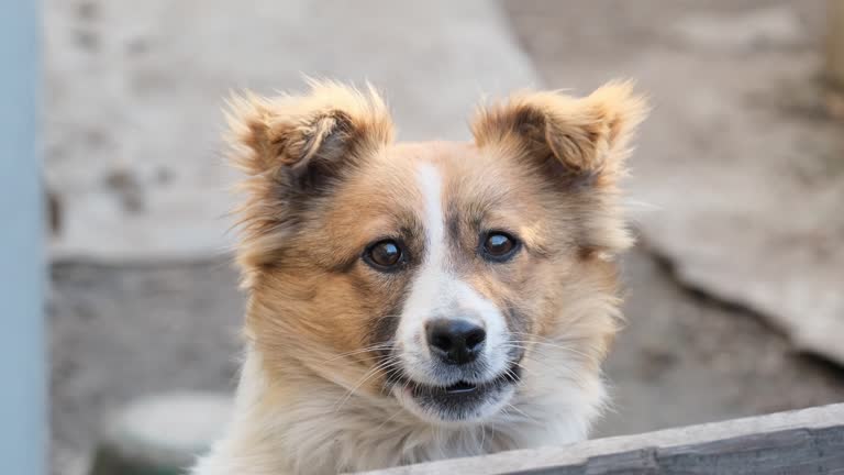 Guard Dog with White Fur and Tan Muzzle Protecting the Home. Watchdog is guarding a house