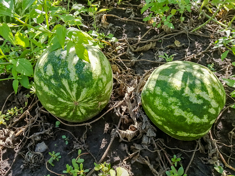 Watermelons grow in the garden. Green watermelons in the garden. Small watermelons grow under the leaves.