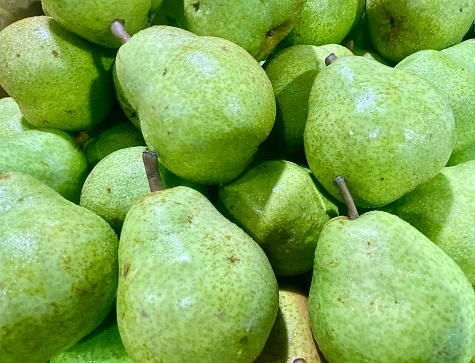 Horizontal flat lay close up of organic fresh picked unripe green pears from country farm at farmers martket Australia