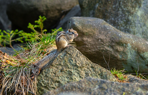Wonderful chipmunk among gray granite stones in the forest. Close-up spring.
