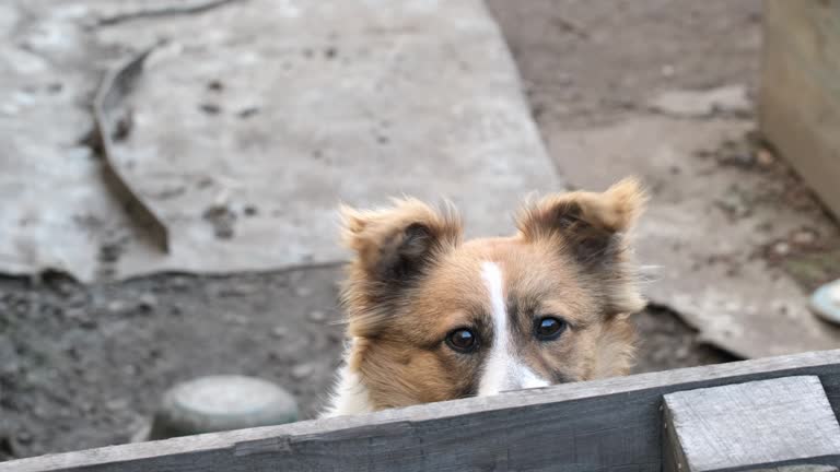 Guard Dog with White Fur and Tan Muzzle Protecting the Home. Watchdog is guarding a house