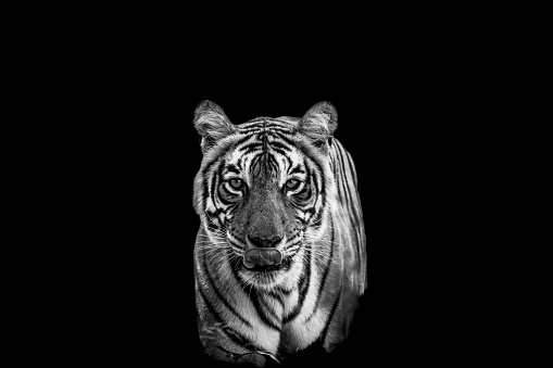 ranthambore wild female bengal tiger or panthera tigris extreme close up Fine art black and white image or portrait in safari at ranthambore national park forest tiger reserve rajasthan india asia