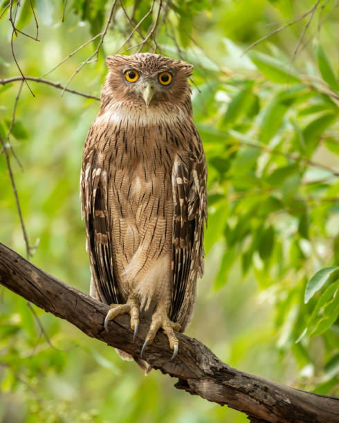 istock Brown fish owl or Bubo zeylonensis or Ketupa zeylonensis closeup perched on branch with eye contact in natural green wild background safari at ranthambore national park forest rajasthan india asia 1484809596