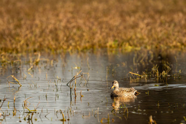istock Gadwall or Mareca strepera in early morning winter light floating in water with reflection at wetland of keoladeo national park or bharatpur bird sanctuary rajasthan india asia 1484809602