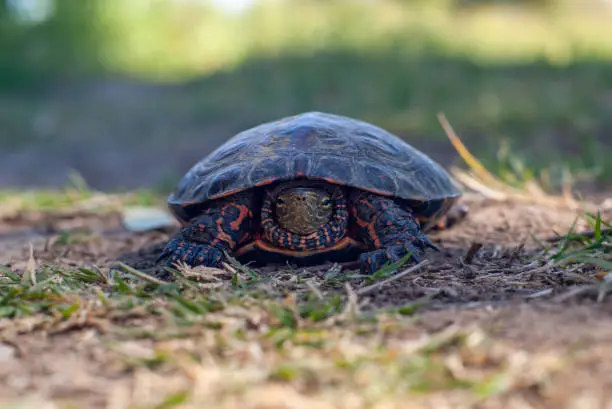 Frontal image of a Mauremys leprosa, or terrapin in the vicinity of the Guadiana river in Badajoz.
