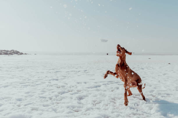 istock Red dog plays and runs in winter in the sun 1484812377