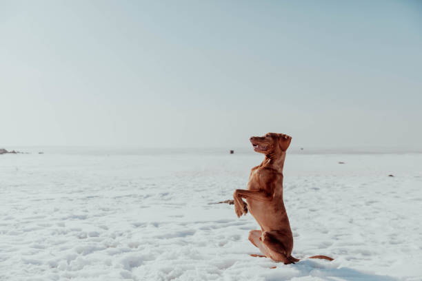 istock Red dog does a trick on command in winter on a sunny day 1484812714