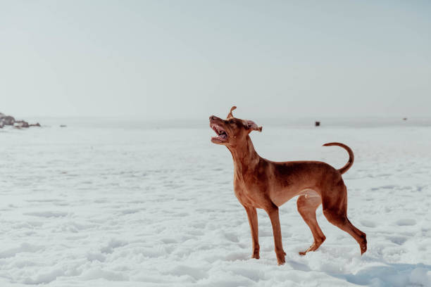 Red dog plays and runs in winter in the sun