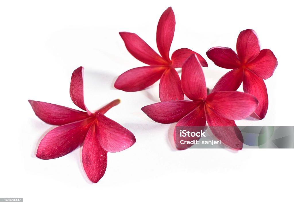 Pink frangipani " - Lizenzfrei Fotografie Stock-Foto