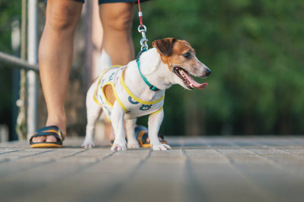 istock Happy asian family walking with dog 1484815059
