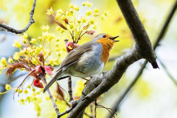istock The European robin 1484815707
