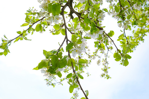 Nature in full growth. Close-up of the blossoms of an apple tree.