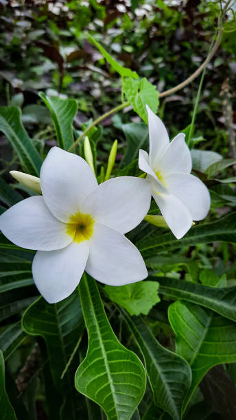 plumeria pudica - nature selective focus green vertical foto e immagini stock