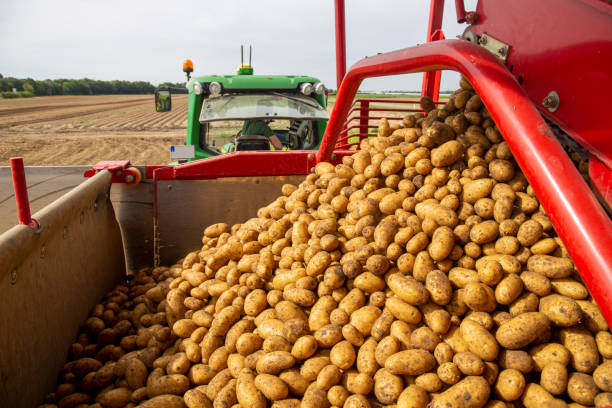 istock Agricultural potato harvest with harvester 1484818747