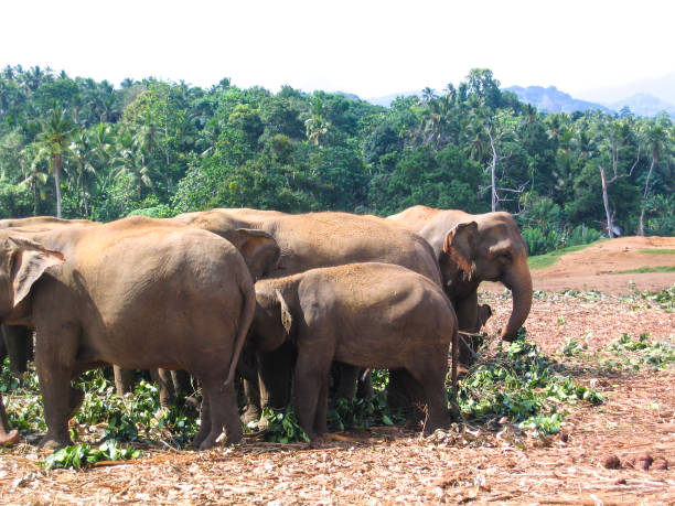 istock Group of Elephant in Sri Lanka 1484818874